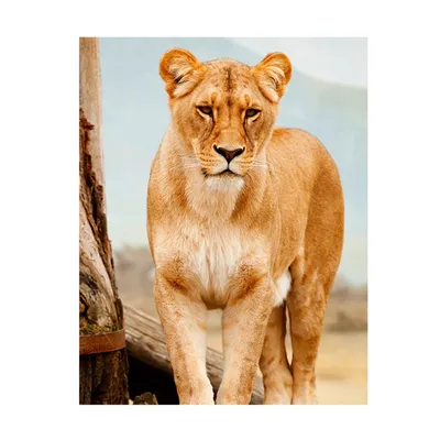 Кружка LotsPrints \"лев, львица, дикая кошка\", 500 мл, 1 шт - купить по  доступным ценам в интернет-магазине OZON (738278158)
