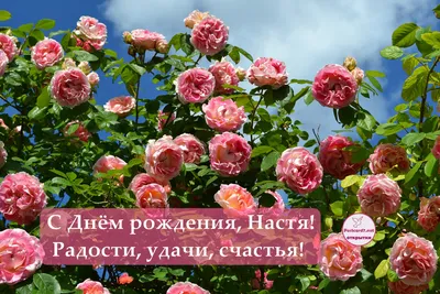 Прикольная открытка с днем рождения Настенька Версия 2 - поздравляйте  бесплатно на otkritochka.net
