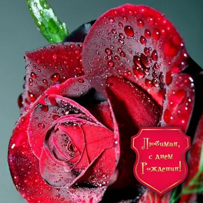 Любимая, с Днём Рождения! Красная роза. — Скачайте на Davno.ru