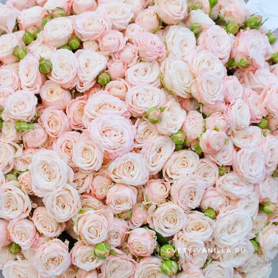 Букет из мыльных роз (цветы из мыла, подарок на день рождения, девушке,  маме, подруге, женщине) - купить с доставкой по выгодным ценам в  интернет-магазине OZON (766855764)