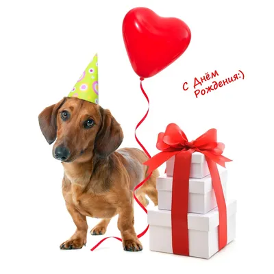 с днем рождения | Happy birthday dachshund, Dog birthday card, Dachshund  birthday