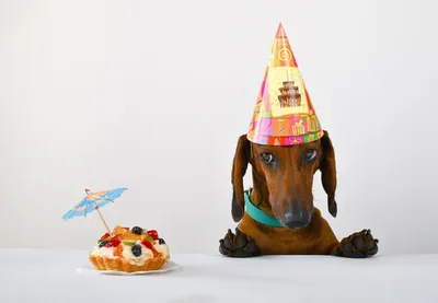 3 шт Открытка с днем рождения такса с собакой Мохнатый Гав 49342942 купить  в интернет-магазине Wildberries