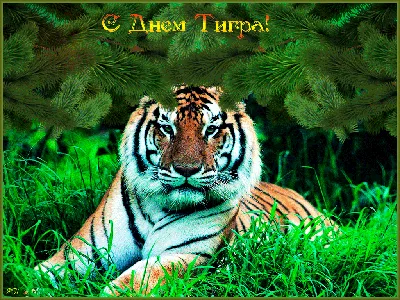 S-Dnem-Tigra.gif (1024×768) | Тигр, Картинки, Забавные фото