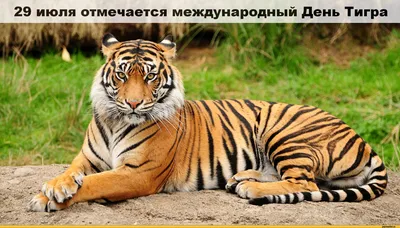 Открытки и картинки День тигра 24 сентября 2023 (44 изображения)