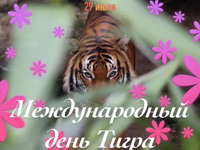 С днем тигра» 2023, Актанышский район — дата и место проведения, программа  мероприятия.