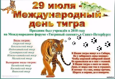 День тигра и соревнования по кикбоксингу: что ещё ждёт приморцев в эти  выходные - PrimaMedia.ru