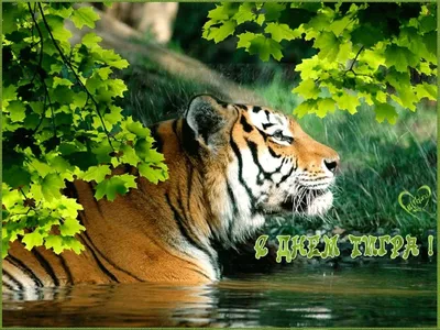 29 июля отмечается международный День Тигра / личное :: тигр ::  международный День Тигра :: фото / картинки, гифки, прикольные комиксы,  интересные статьи по теме.