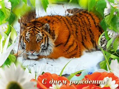 Русский дом в Душанбе - Всемирный день тигра был учрежден в 2010 году в  Санкт-Петербурге, на Международном форуме по вопросам сохранения тигра на  Земле. Полосатые хищники находятся под угрозой. За XX век