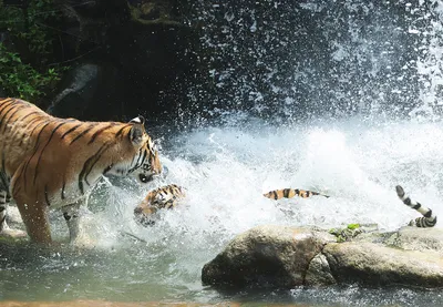 В России отмечается Международный день тигра - Газета.Ru | Новости
