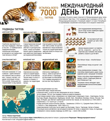 Международный день тигра | Институт экологии горных территорий им. А.К.  Темботова