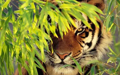 Библиотека / Наши новости / «День тигра: сохраним животный мир планеты»