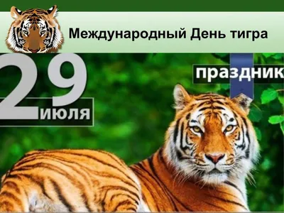 Шторм проявил характер. Хабаровск отметил День тигра | ОБЩЕСТВО | АиФ  Хабаровск