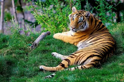 Поздравляем с днем тигра, открытка - скачать бесплатно на сайте  otkrytkivsem.ru