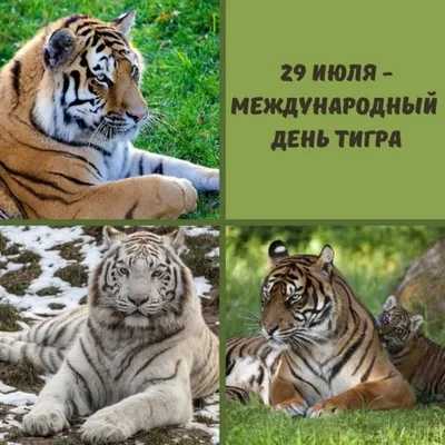🎉В мире сегодня отмечается Международный день тигра Учрежден этот праздник  был 12 лет назад в Санкт-Петербурге,.. | ВКонтакте