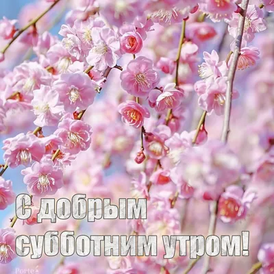 Самогодоброгосубботнегоутречка #АлисаЛайт | TikTok