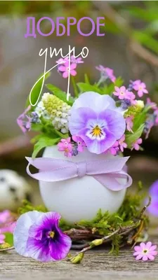 Pin by Marina on Доброе утро | Pansies flowers, Beautiful flowers,  Beautiful flowers pictures
