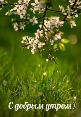 Доброго Утра Весна: Фото, Картинки, Открытки, Фотографии - pictx.ru