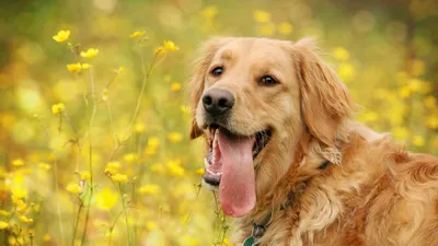 новогодняя открытка с собакой на телефон | Собаки, Веселые картинки, Собачки