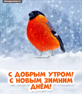 Картинка \"С добрым зимним утром!\", с красивым снегирём • Аудио от Путина,  голосовые, музыкальные