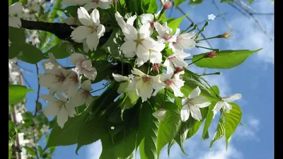 Замечательные стихи о весне. С первым днем весны вас! | Читающая | Дзен