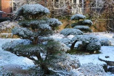 VP.BY о туризме: Ботанический сад зимой: фотопрогулка
