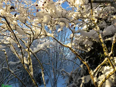 File:Одесса. Городской сад зимой.jpg - Wikimedia Commons