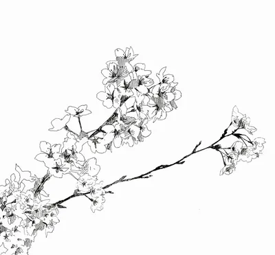 Сакура рисунок черно белый - 68 фото