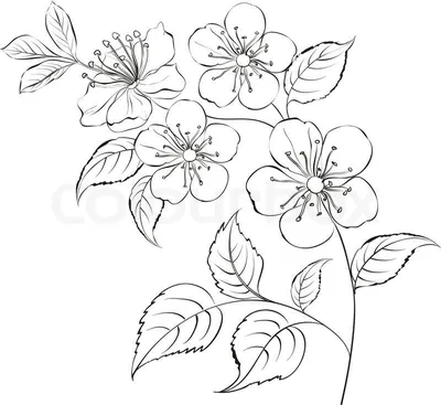 сакура рисунок черно белый: 23 тыс изображений найдено в Яндекс.Картинках |  Cherry blossom drawing, Floral drawing, Flower drawing design