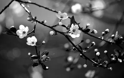 Дерево цветущая сакура - Цветы - Раскраски антистресс