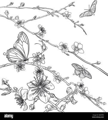 Сакура лето изолированные ботанические листья цветка черно-белый  гравированный рисунок тушью | Премиум векторы
