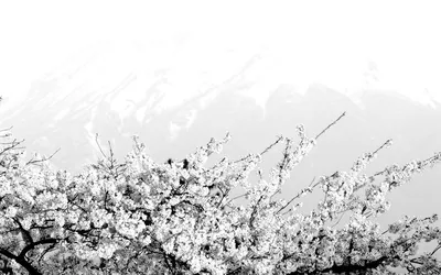 Цветы черно-белыми листьями Сакуры Иллюстрация вектора - иллюстрации  насчитывающей бобра, изолировано: 204605290