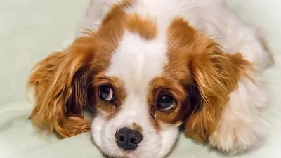 Самая красивая собака в мире - YouTube