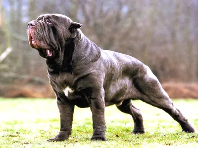 Самая красивая собака в мире Стоковое Фото - изображение насчитывающей  красивейшее, наиболее: 118593646