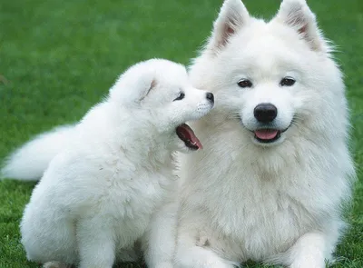 Самая красивая порода Собак в мире - YouTube