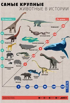 Самые крупные животные в истории. Инфографика | Природа | Общество |  Аргументы и Факты