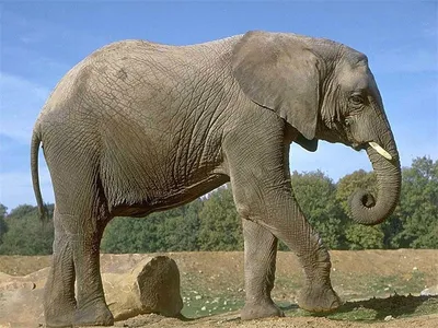 Какое животное самое большое в мире