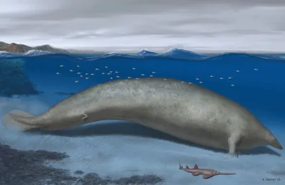 Палеонтологи описали, возможно, самое большое животное в истории