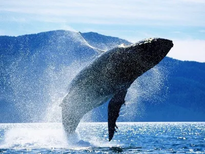 Краснодарские Зеленые. Экология - А вы знали, что синий кит – самое большое  животное в мире? Самый большой кит, самое большое современное животное, а  также, вероятно, крупнейшее из всех животных, когда-либо существовавших
