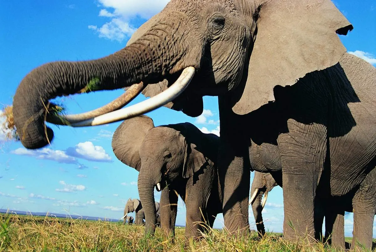 Сколько слонов в мире. Слон хоботные. Бивни африканского слона. Африканские слоны хоботные. Африканский слон с большими бивнями.