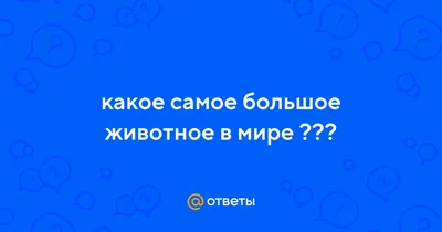 Синий кит самое большое животное в мире Стоковое Фото - изображение  насчитывающей кит, миролюбивый: 112740174