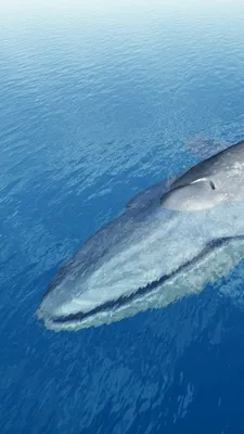 Видео с огромным голубым китом - Чемпионат