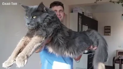 Самые большие кошки в мире! Настоящие коты гиганты... - YouTube