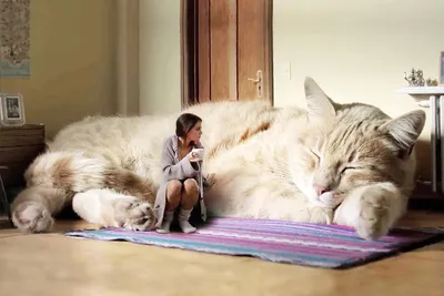 Самые большие коты в мире