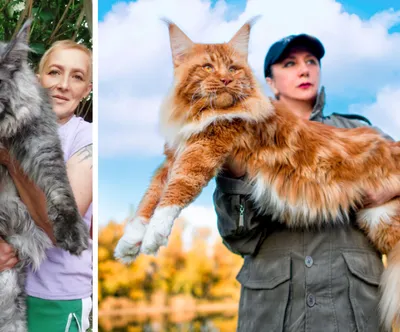 Самые крупные породы домашних кошек | Ранкове місто Київ