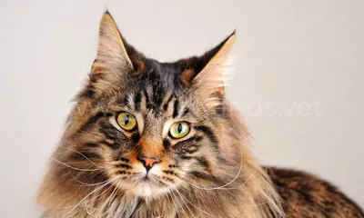 Большая саванна, размеры по сравнению с человеком | Саванна, Кошки,  Норвежская лесная кошка