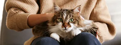 Дико красивые и опасные: топ-7 пород кошек для самых смелых