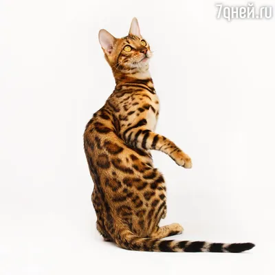 Самые крупные домашние кошки: ТОП-10 больших пород кошек | WHISKAS®