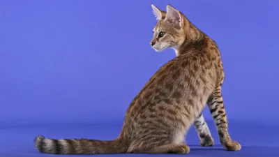 Мейн-Кун / Maine Coon - «Самые большие кошки породы Мейн Кун» | отзывы