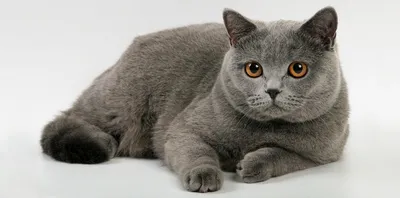 ТОП-10 самых больших пород кошек в мире - YouTube