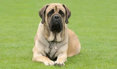 Самые большие собаки мира шокируют размерами (фото) | podrobnosti.ua